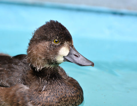 Lesser Scaup